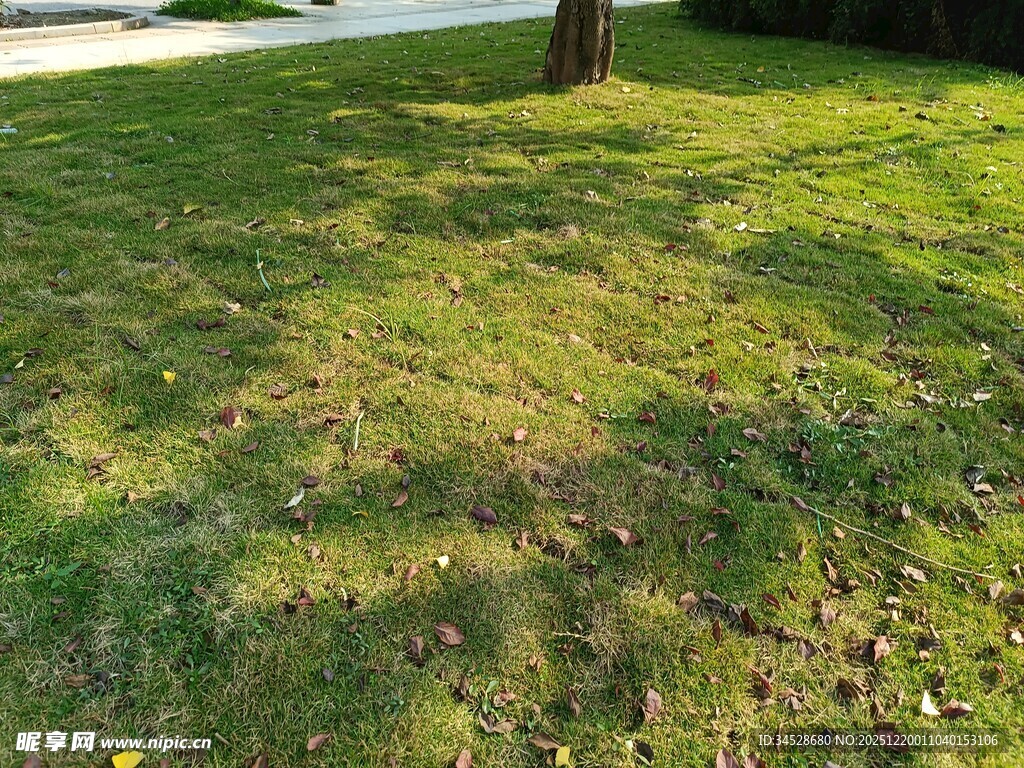 阳光下的翠绿草地