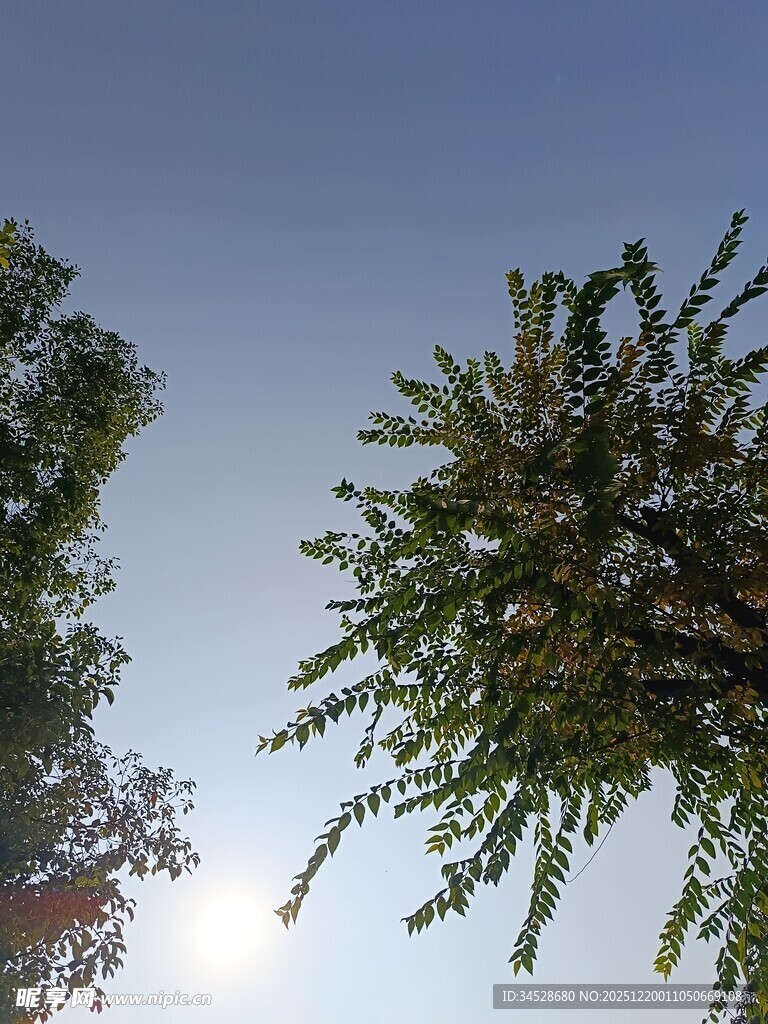 仰视绿树与晴朗天空
