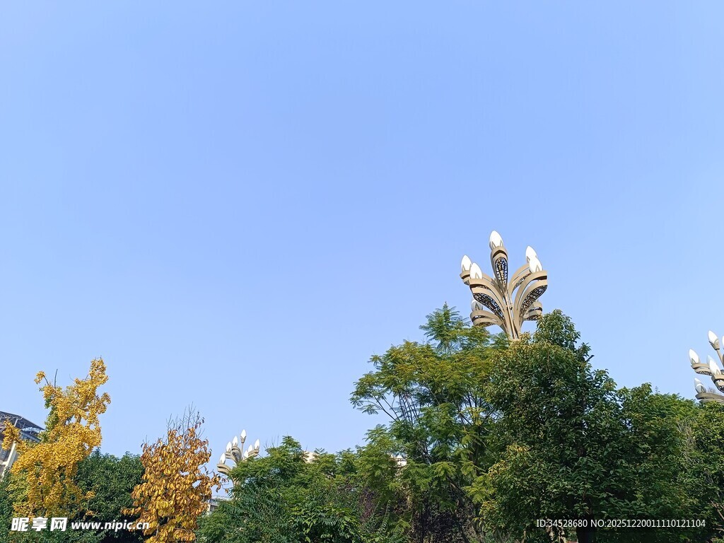 蓝天映衬下的多彩树木