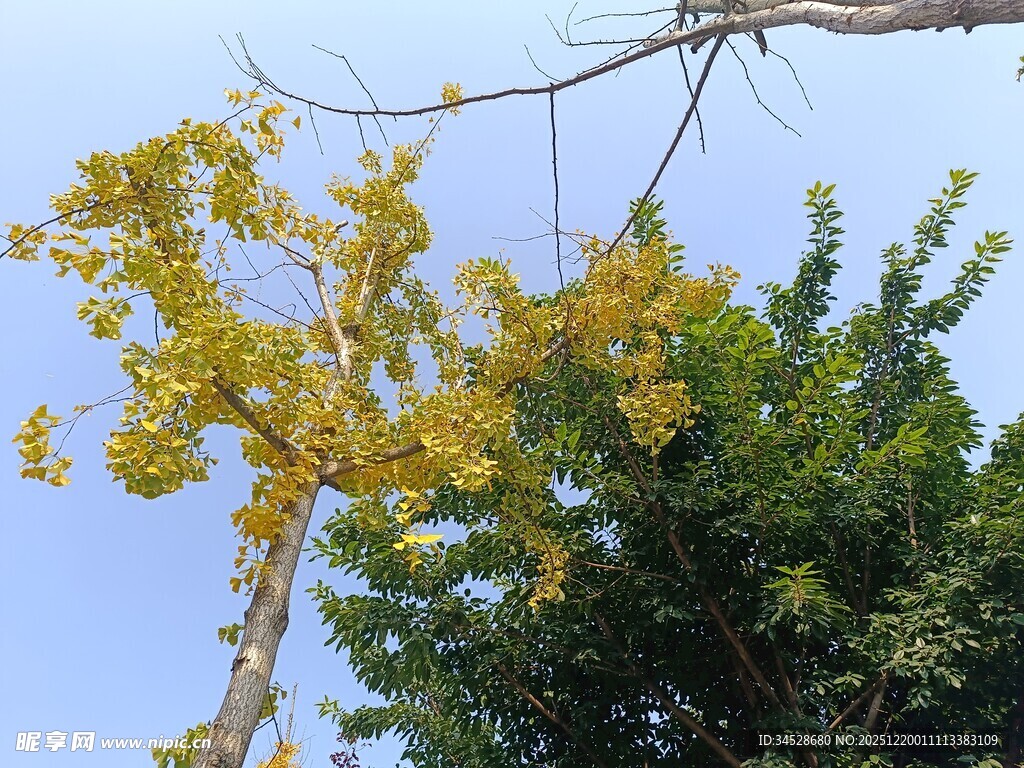 秋日枝头黄叶与绿叶相映