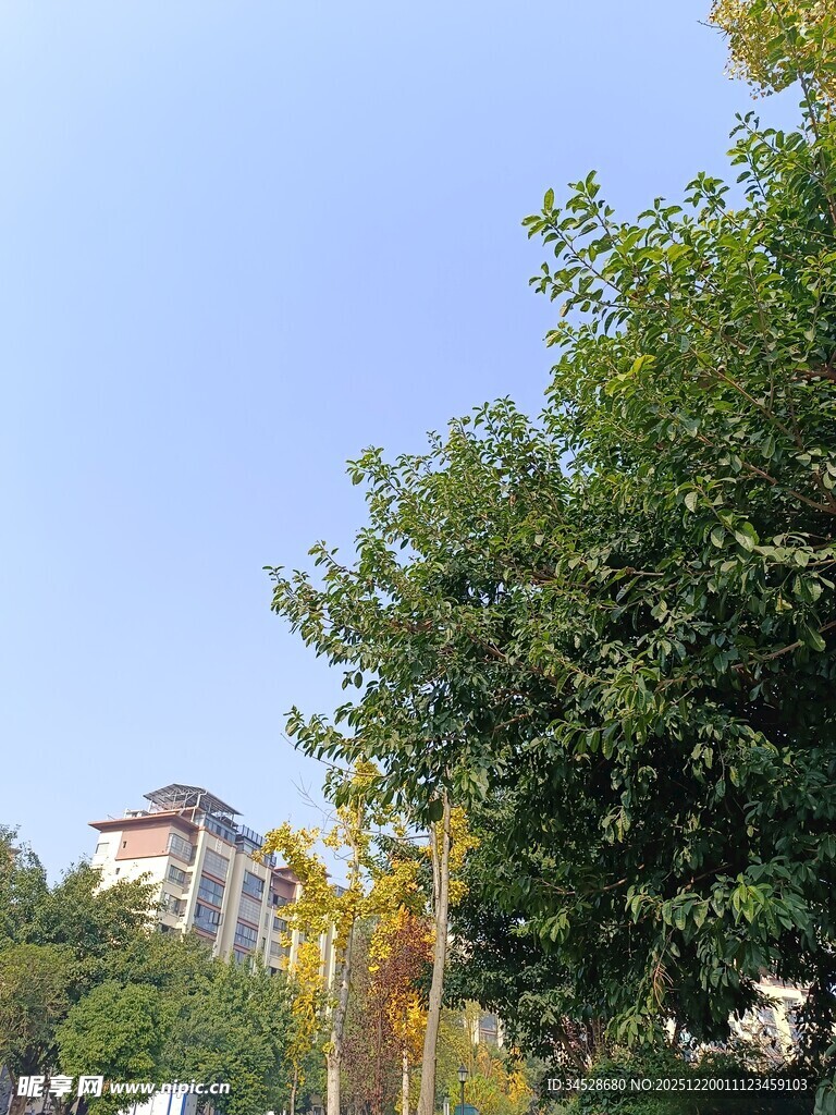 绿树掩映下的城市景致