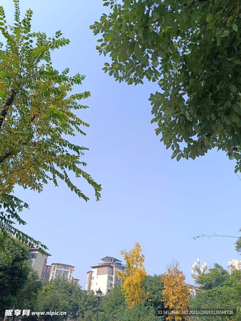 秋日树梢下的城市景致