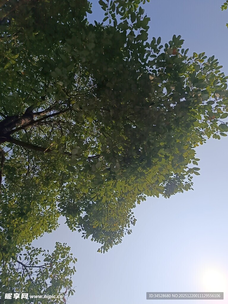 仰视绿树间的晴朗天空