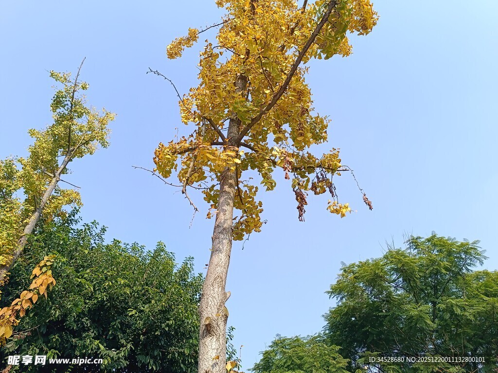 秋日银杏