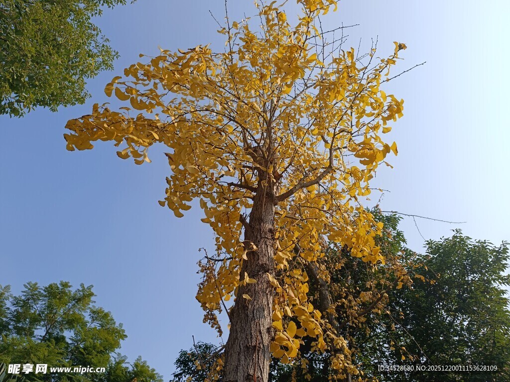秋日金黄银杏树