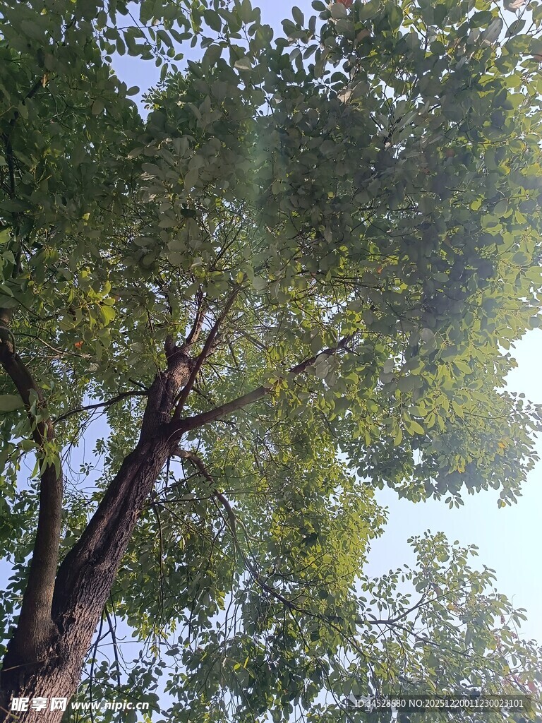 仰视繁茂大树树冠