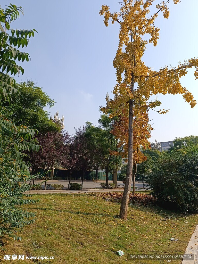 秋日公园中的多彩树木