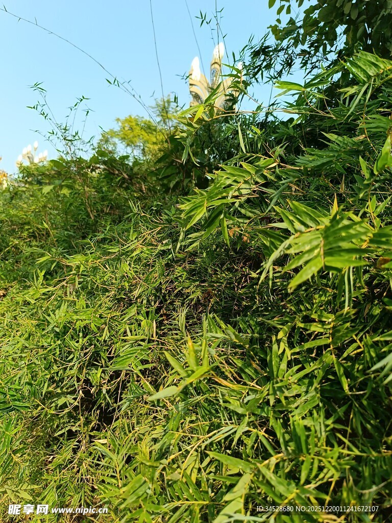 茂密绿植覆盖的山坡
