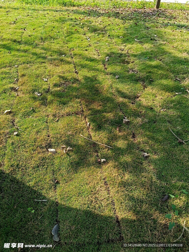 阳光下斑驳草地