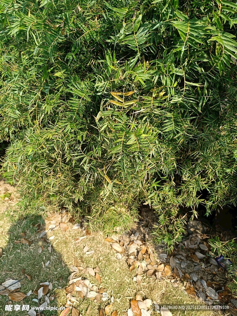 茂密绿植下的地面景象