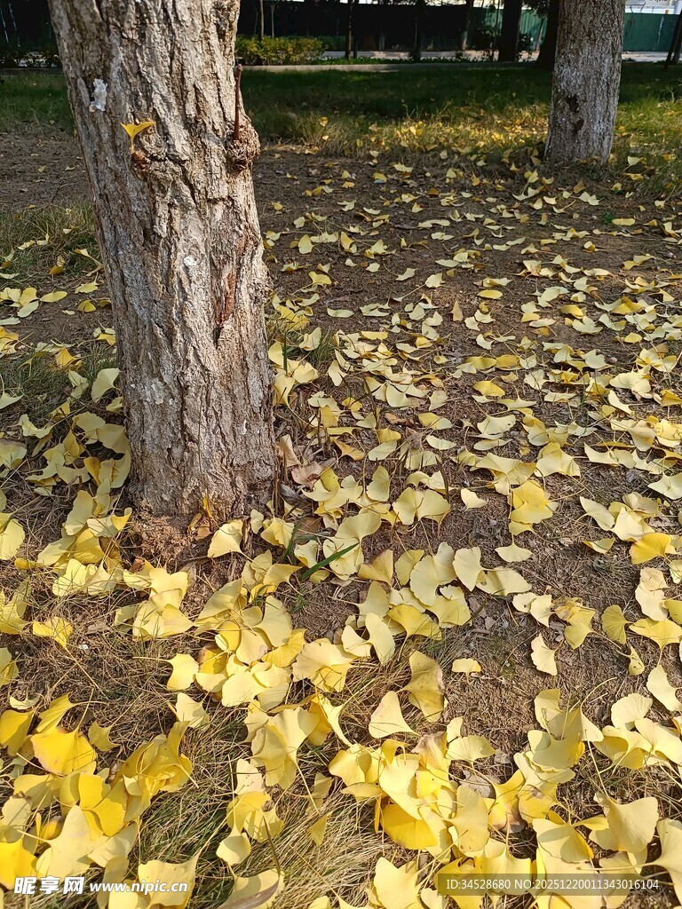 树下金黄落叶秋景图