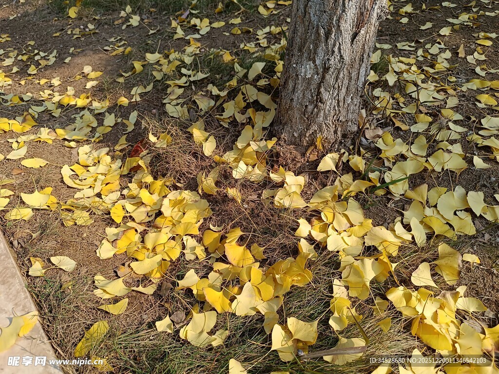 树下金黄银杏落叶美景