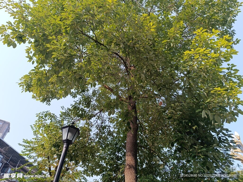 高大葱郁的树木