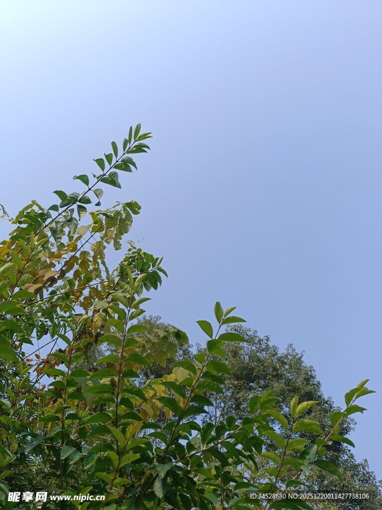 树梢之上的晴朗天空