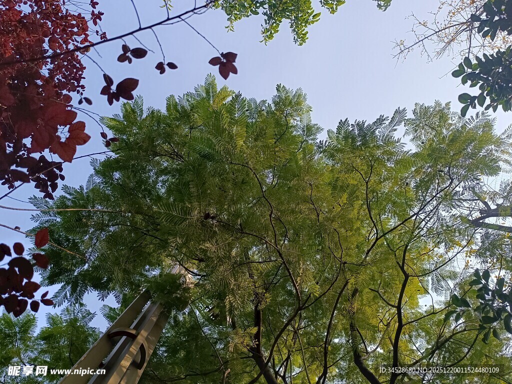 仰视多彩树木景观