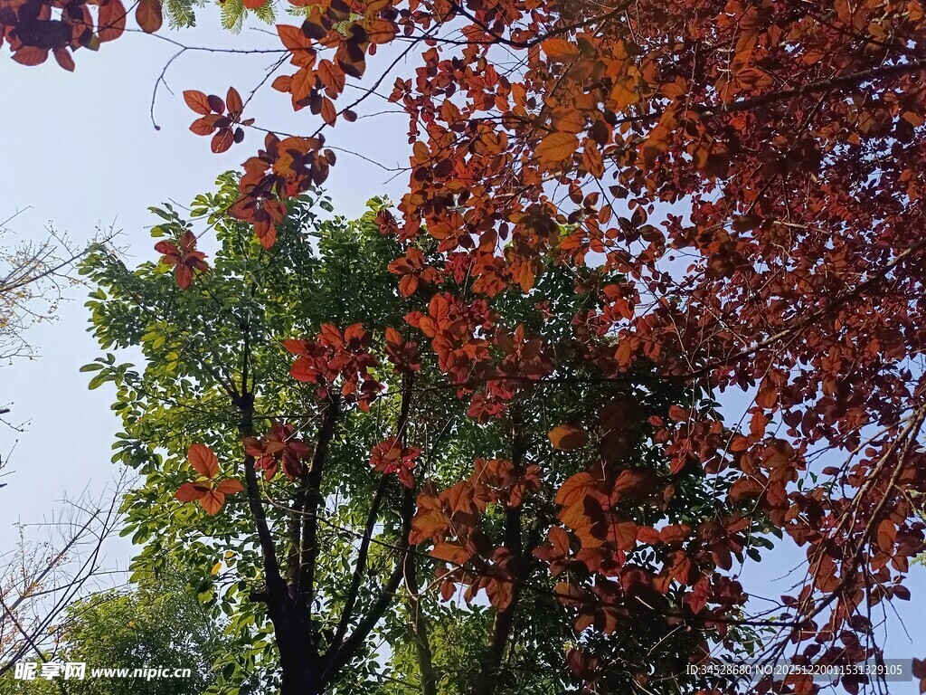 秋日红枫树枝美景