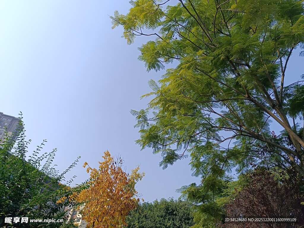 秋日绿树与黄叶景致