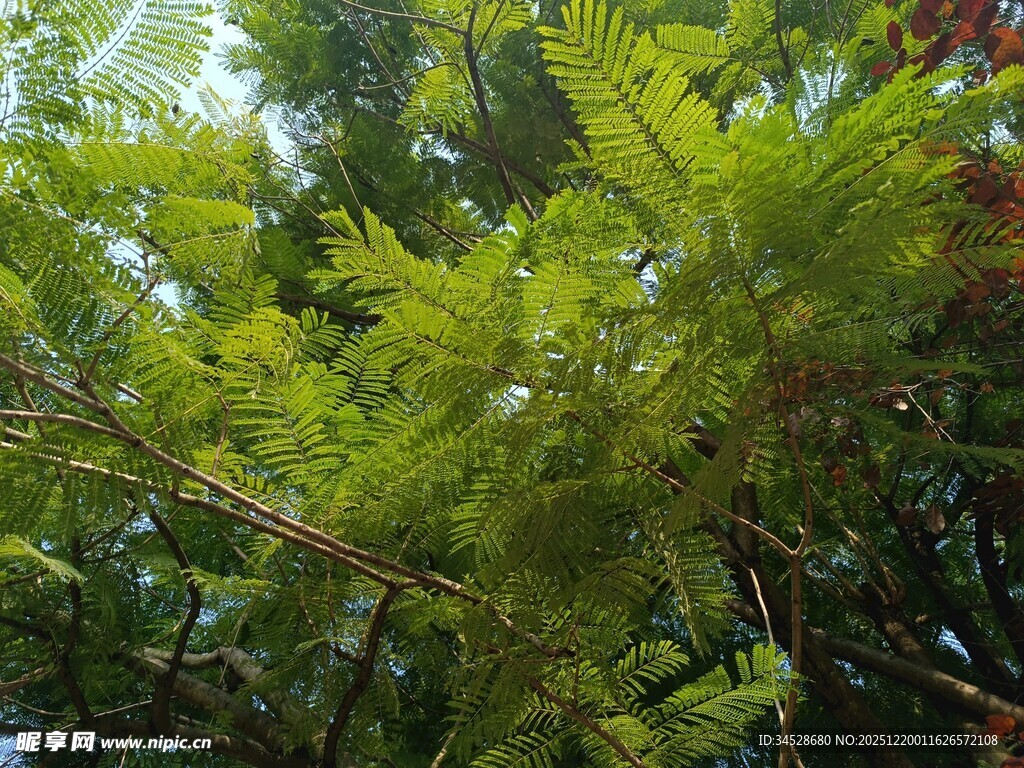 翠绿繁茂的林间植物景观