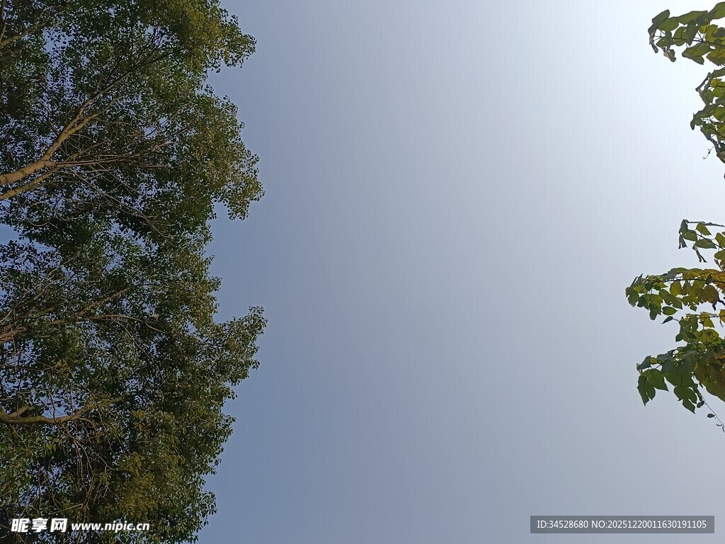 仰视绿树蓝天景象