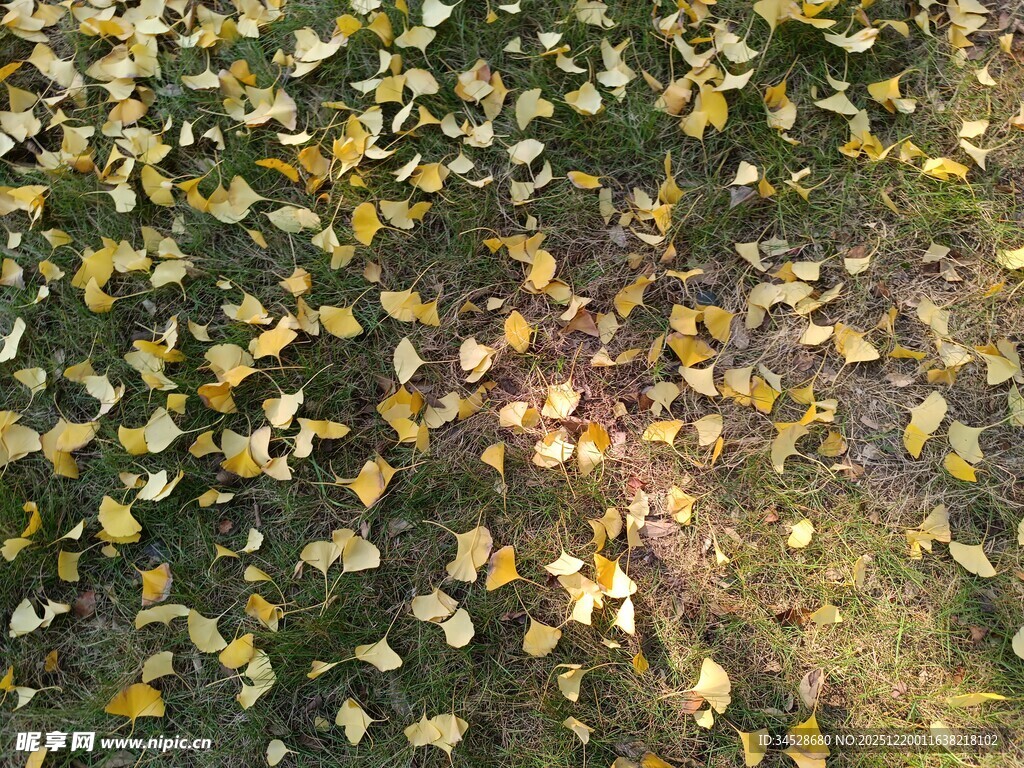 秋日银杏落叶铺满地面