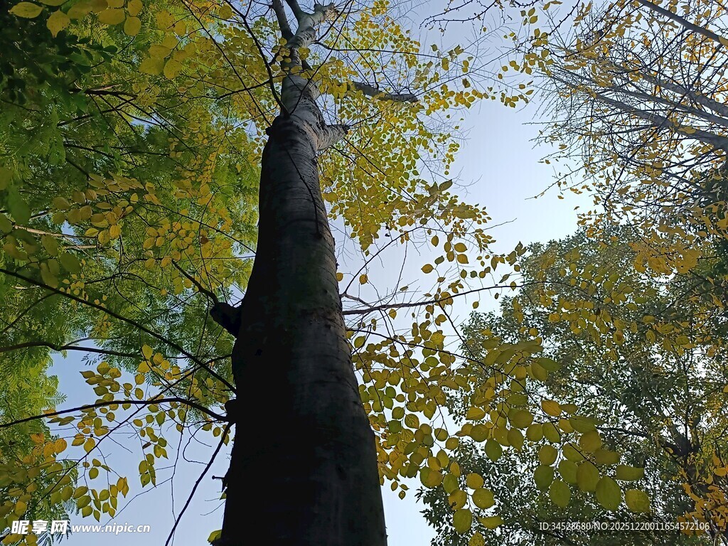 仰望秋日高大树木