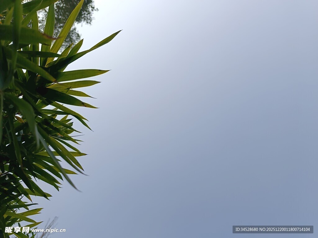 仰视翠绿枝叶与蓝天