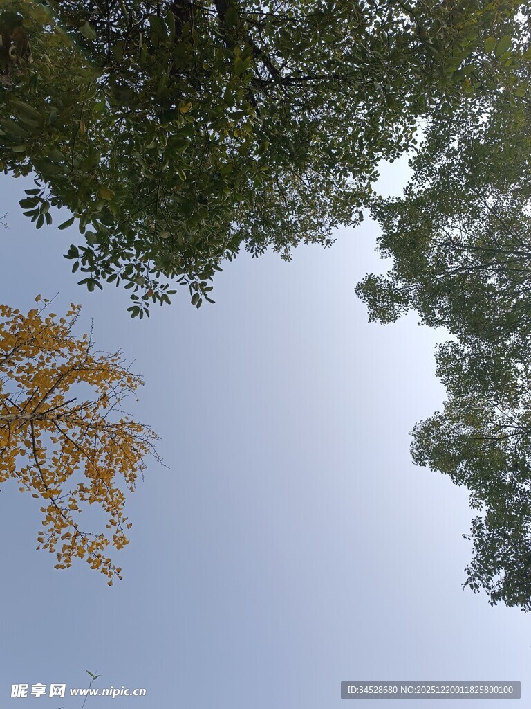 仰望秋日树梢与蓝天