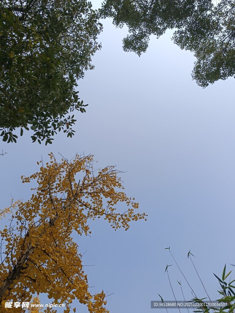 秋日银杏与绿树蓝天