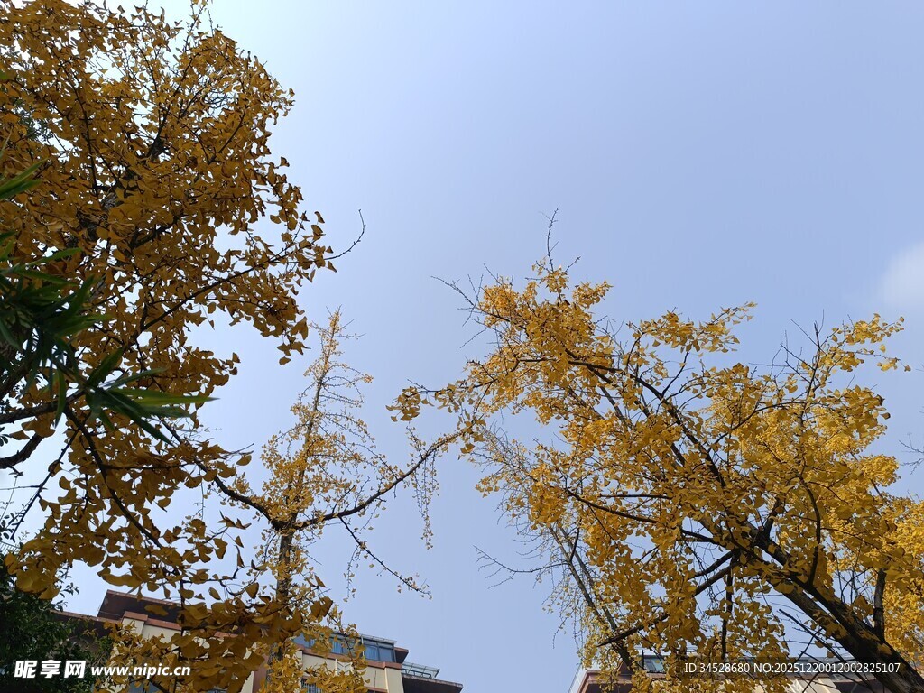 秋日金黄银杏树枝美景