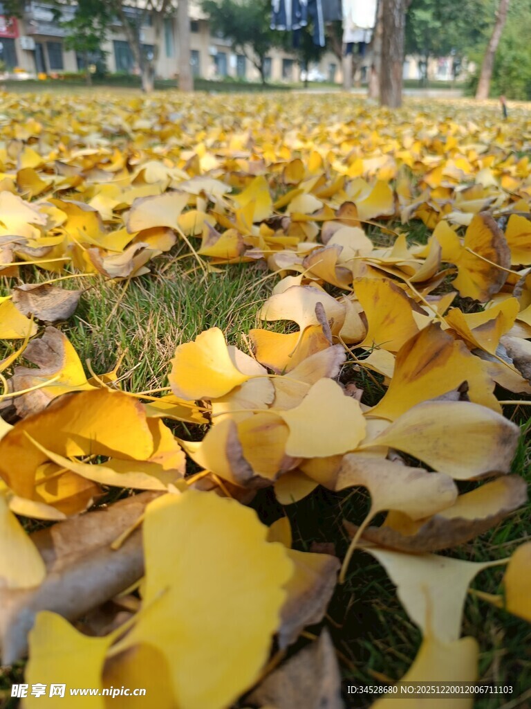 金黄银杏叶铺满地面美景
