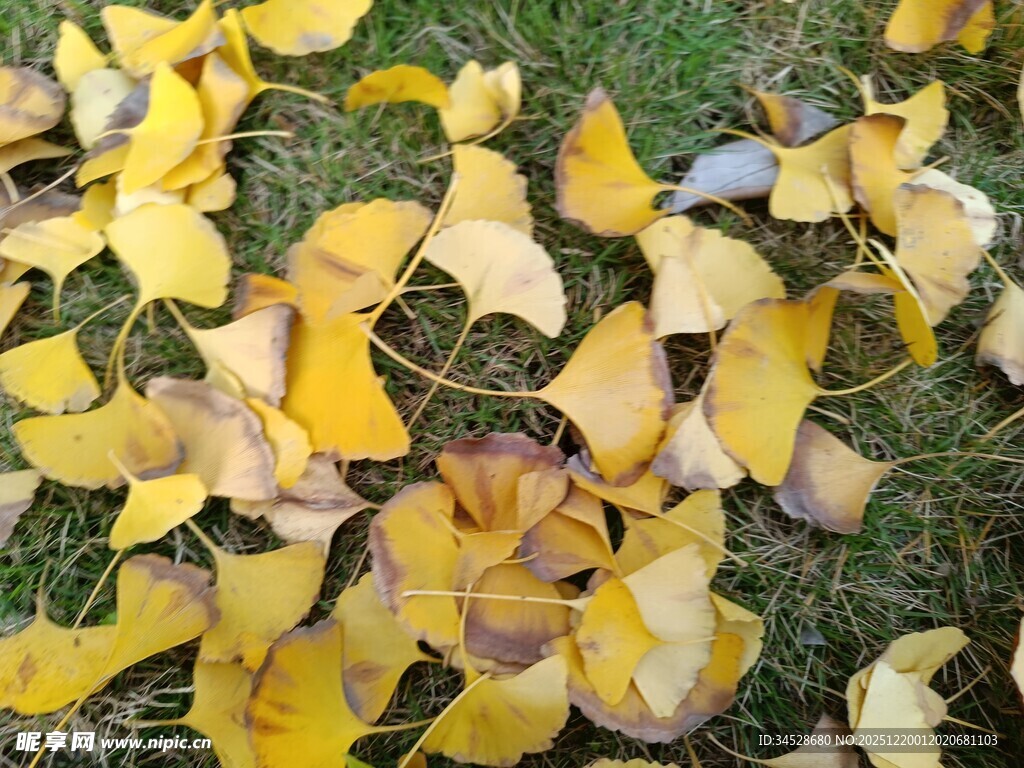 地上银杏落叶美景