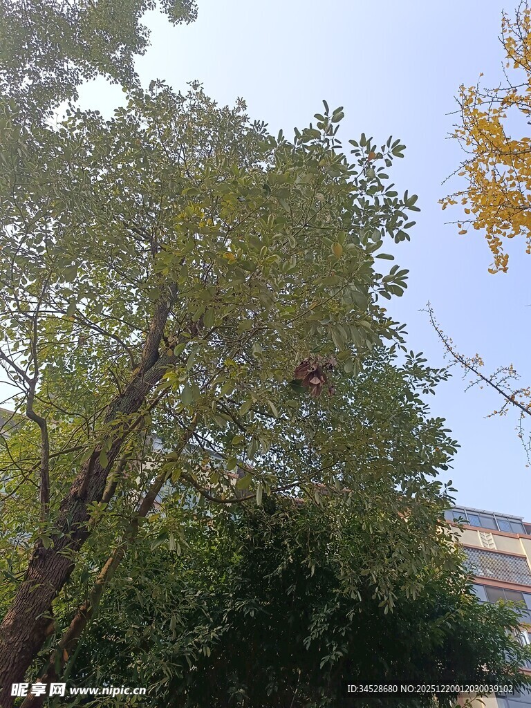 秋日繁茂树木景观