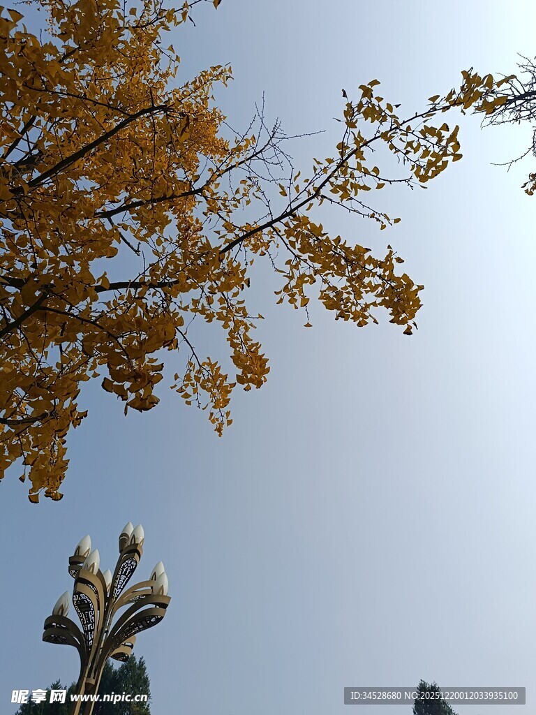 秋日银杏与远处建筑