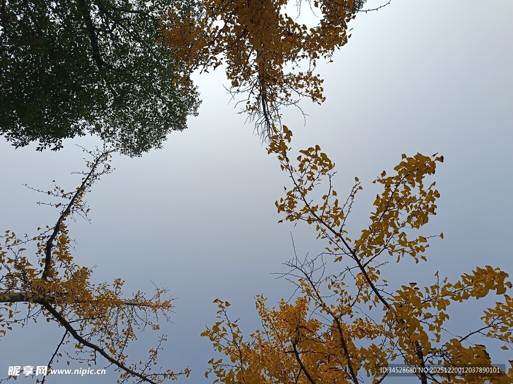 仰望金黄银杏树枝桠