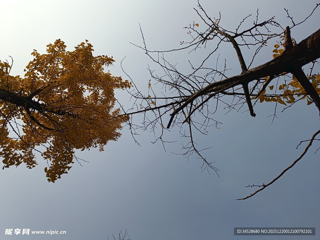 秋日银杏树枝映蓝天