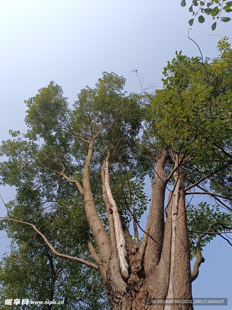 高大繁茂的树木仰视景象