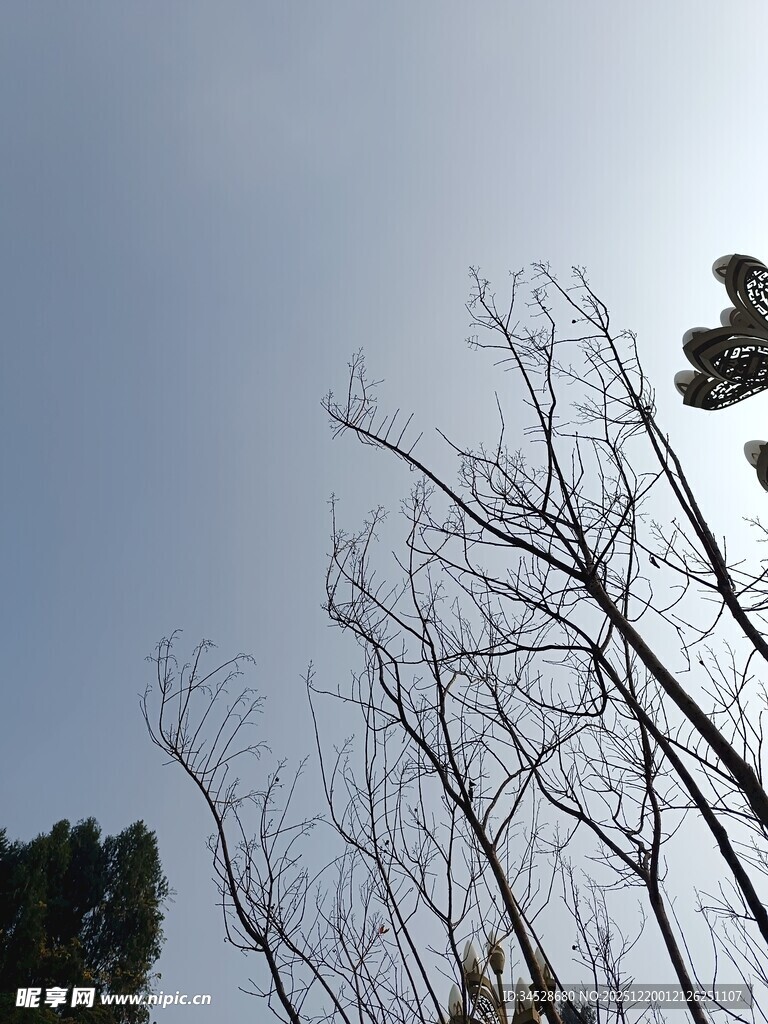 冬日枯树与蓝天景象