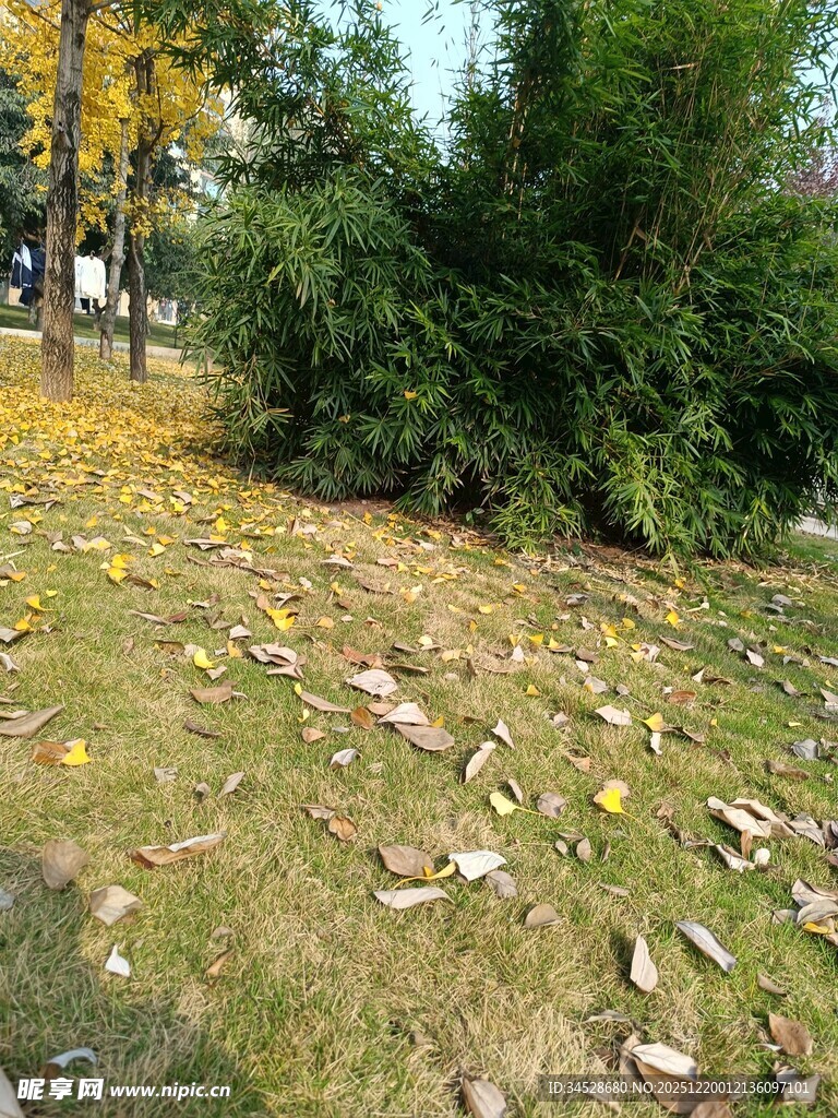 秋日草地落叶与绿植景观
