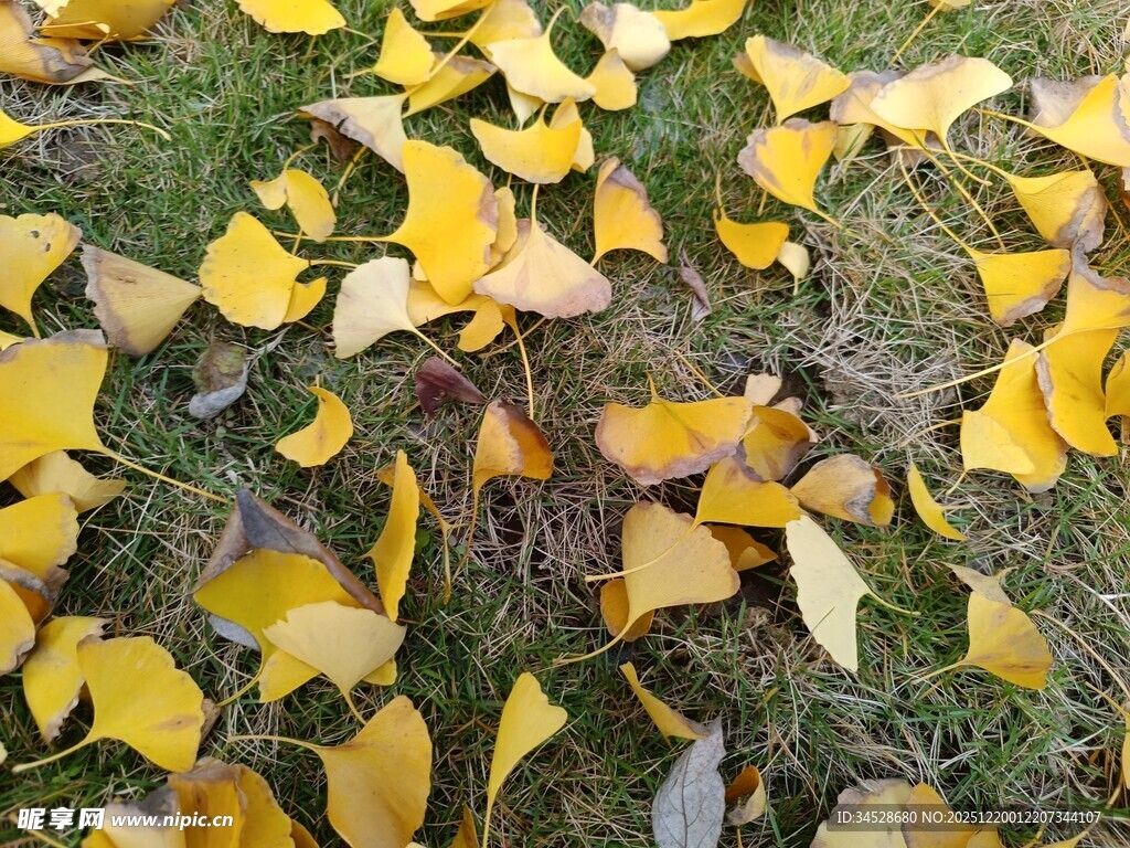 秋日银杏落叶铺满草地