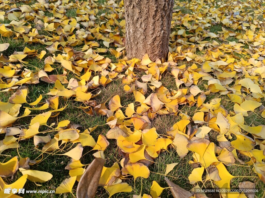 树下金黄秋叶景