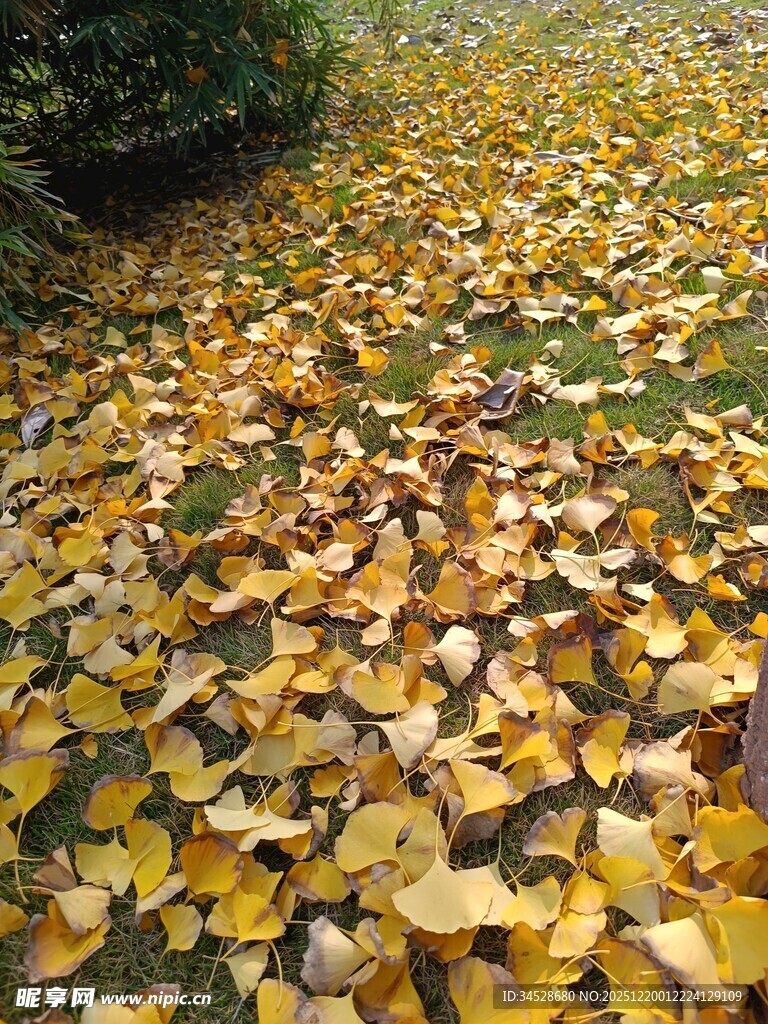 秋日银杏落叶铺满小径