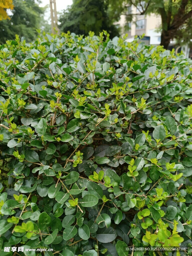 茂密绿植灌木丛景观