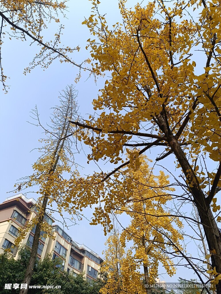 秋日金黄银杏与建筑景观