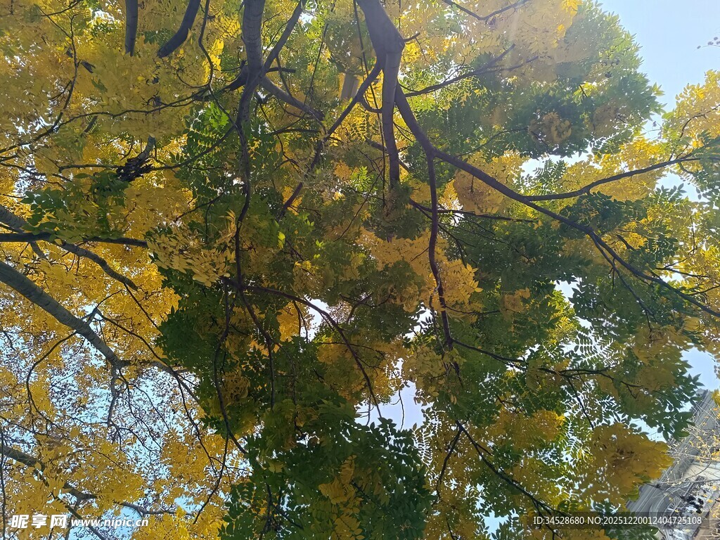 仰观秋日繁茂树木