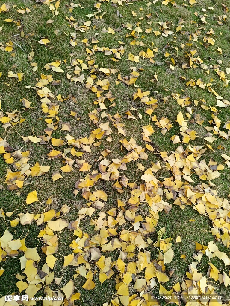 落叶铺地的秋日美景