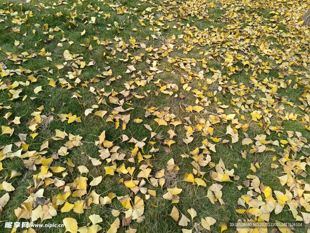 秋日草地落叶美景