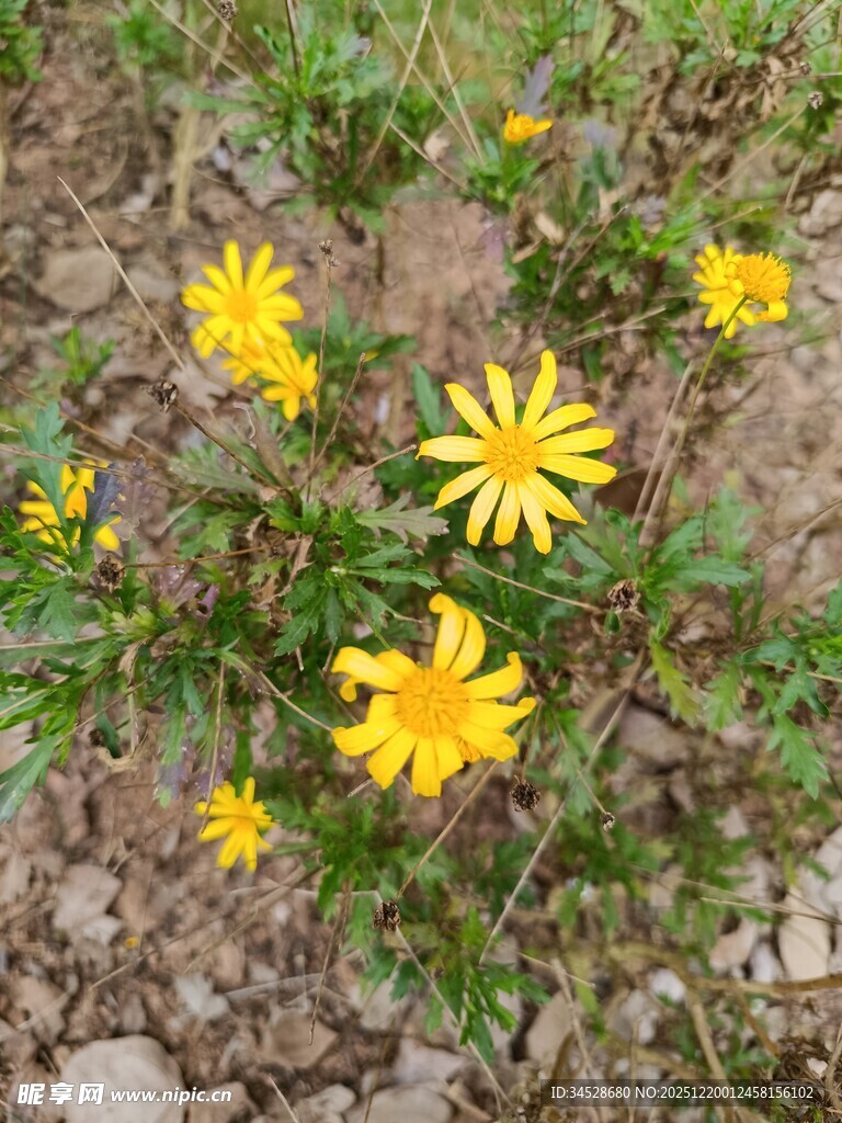 地面绽放的黄色小花