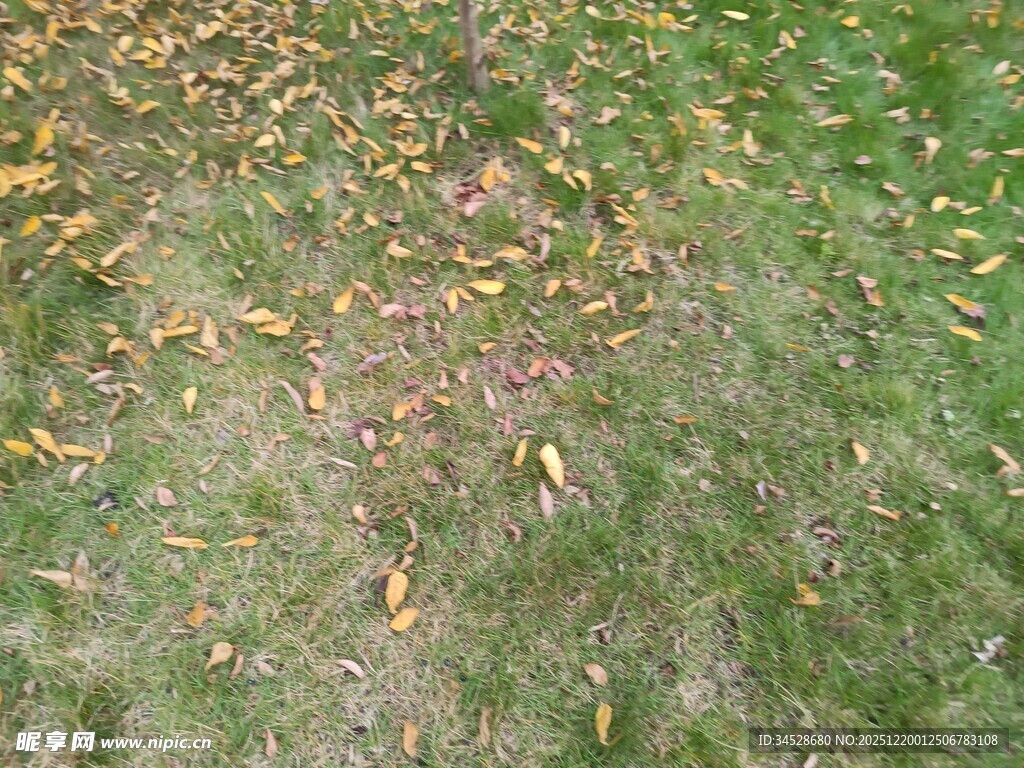 秋日草地散落斑斓树叶