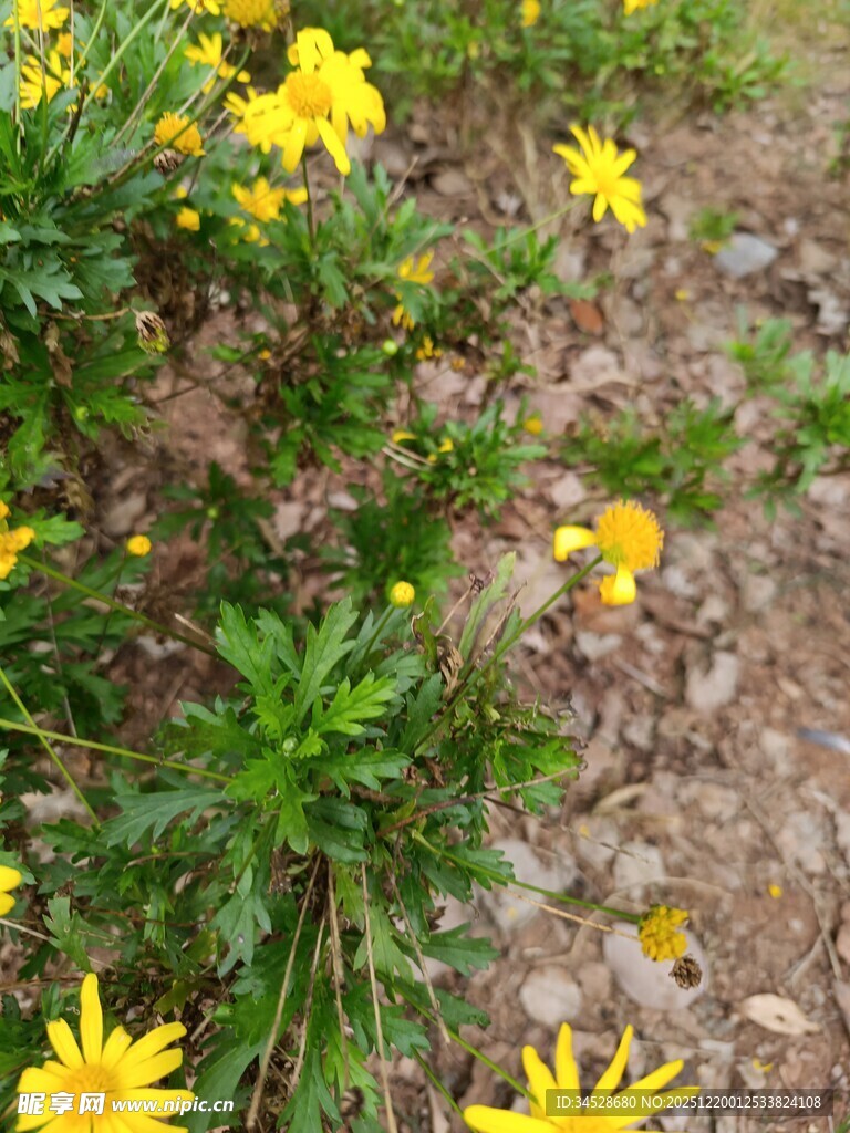 黄色小花在绿植中绽放