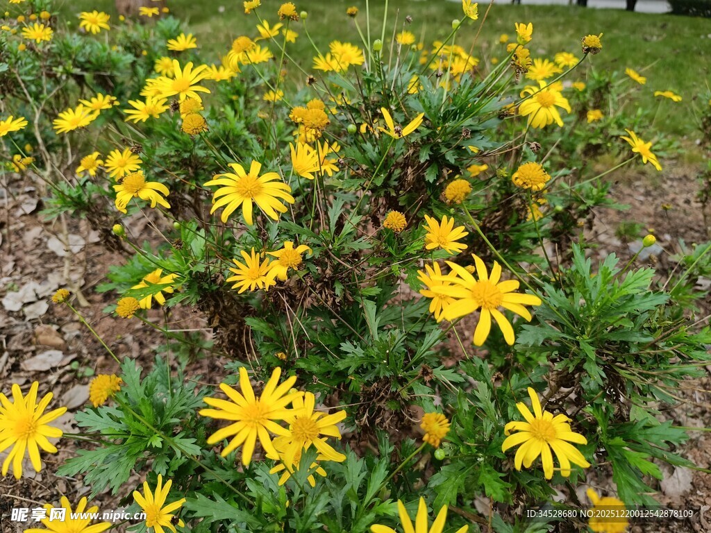金黄小花绽放于草地